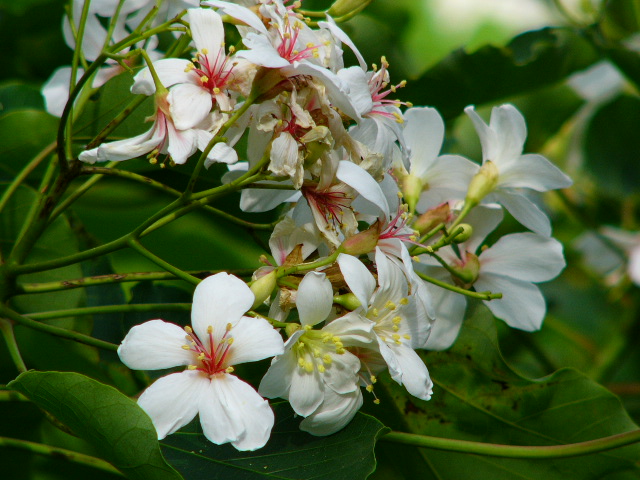 三角山员屯山油桐花盛开